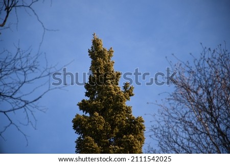 White Spruce, Golden in the Sun light, Blue Sky
