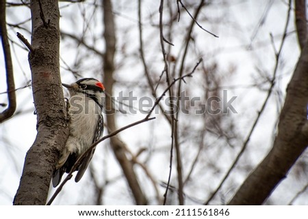 Downey Woodpecker on an Birch Branch
