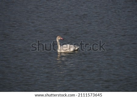 Tundra Swan Swimming on a river
