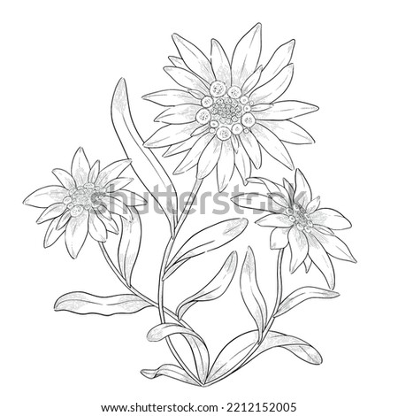 Edelweiss flowers vector outline illustration.