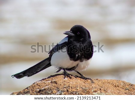 A black-billed Magpie bird sits on a rock boulder in Estes Park Colorado during winter in the Rocky Mountain National Park.  Foto d'archivio © 
