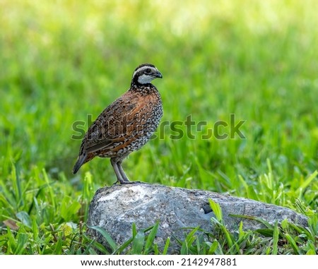 Similar – Image, Stock Photo Quail in the grass