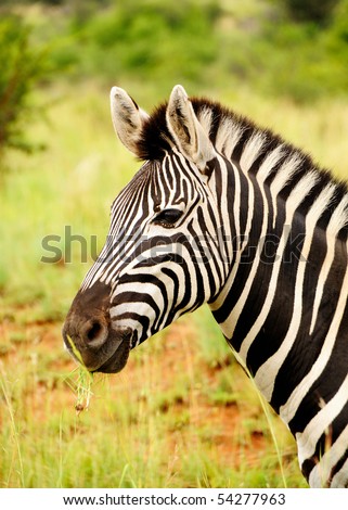 Zebra head closeup in portrait orientation