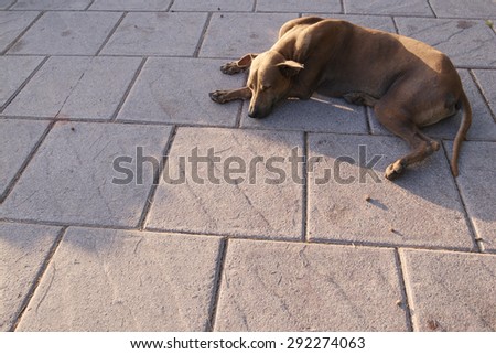 Abandoned homeless stray dog sun bathing on foot path