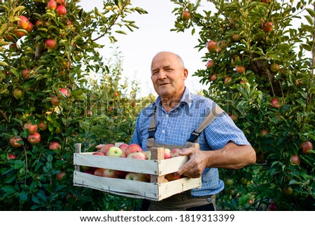 Similar – Image, Stock Photo Apple harvest or man with hat sits under a ripe apple tree