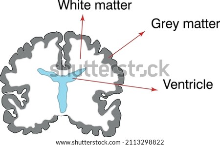 brain cross section. white and grey matter