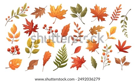 Set of colorful autumn leaves. Vector elements on transparent background. Fall foliage