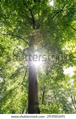 Sunlight through the branchwork of forest near beach by Lake Geneva, France.