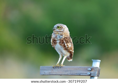 Burrowing Owl on Empty Sign - Large File - Green Background