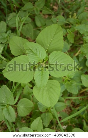 weed and medicinal plant amaranthus retroflexus red root amaranth redroot pigweed