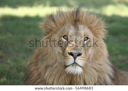 Male lion close up #1