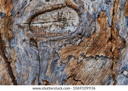 free photos wooden swirls organic background texture avopix com organic background textures