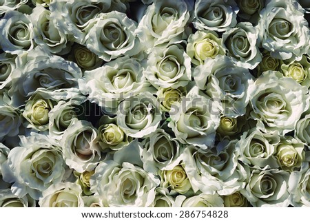 White Rose is a great gift for any occasion for your loved ones, a chic selection of white roses, fresh flowers for a woman