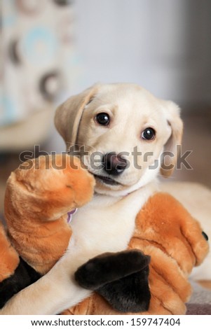 A cute golden labrador puppy with her favorite toy