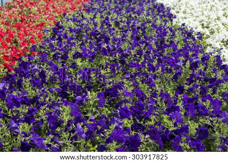 Petunias, purple, red, white