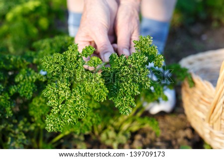 Human hands harvesting fresh parsley in the garden
