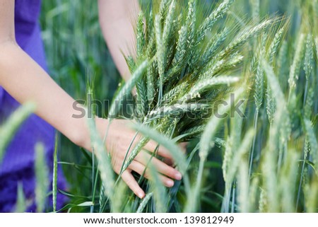 Hands of a young girl holding growing green ripening ears of wheat in a field of young wheat