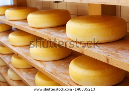 Several mature cheese-wheels on displayed on shelves at the cheesemaking shop