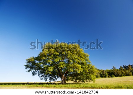 Oak tree in summer standing alone in a field against a blue sky