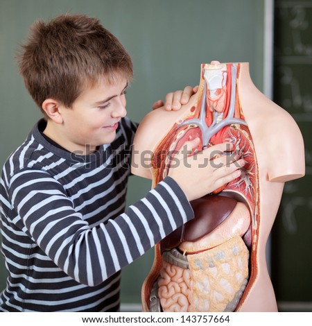 Preadolescent male student touching anatomical model in classroom