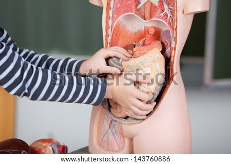 Closeup of a school kid learning biology in high school, putting an organ inside an artificial body.
