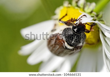 a may beetle closeup