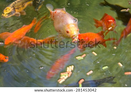 gold fish eating food in a pond