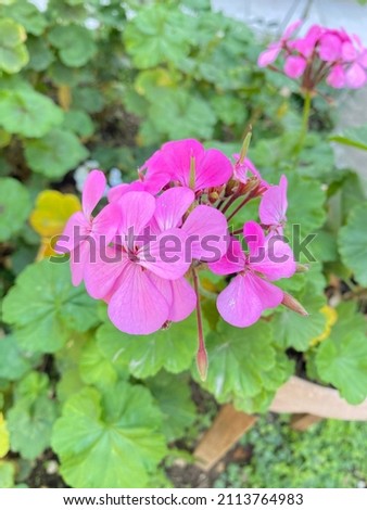pink geranium flower among greenery Stok fotoğraf © 
