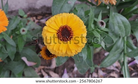 Similar – Image, Stock Photo colorful marigolds