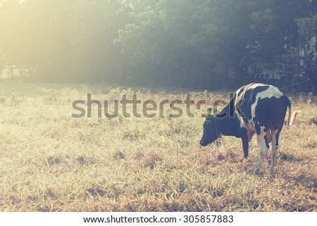 The vintage style of A milk cow standing on the field