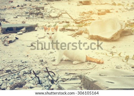Annoy Cat at demolition site vintage looking background