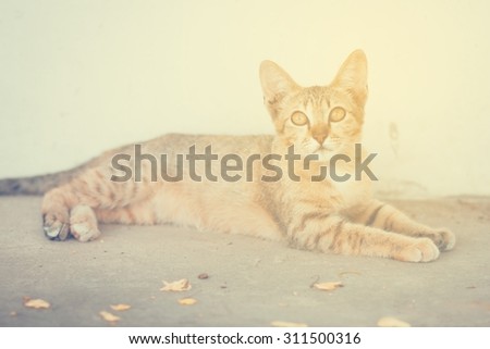 Thai cat lay down beside concrete wall in vintage style