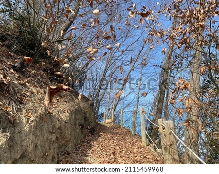 Mountain climbing forest with fallen leaves 商業照片 © 