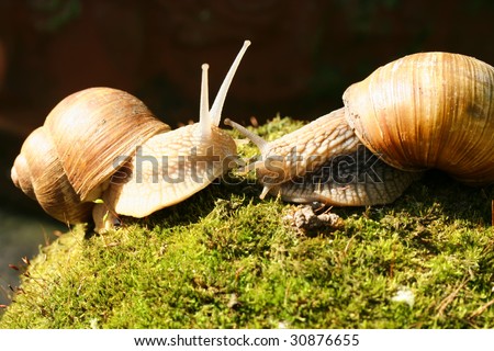 Who are you? Large garden snails