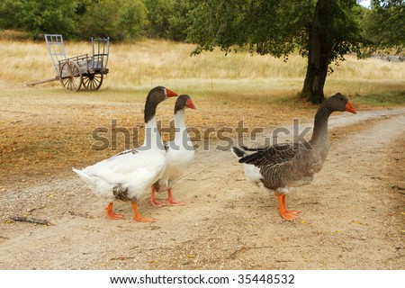 Three geese in single file, farm, dordogne,France