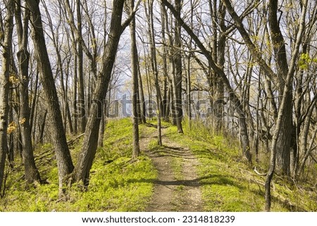 Similar – Image, Stock Photo Ice Age | Forest Puddle