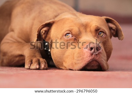 pit bull red Nose At rest