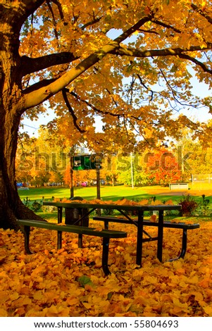 Colorful maple leaves all over a picnic table in the park