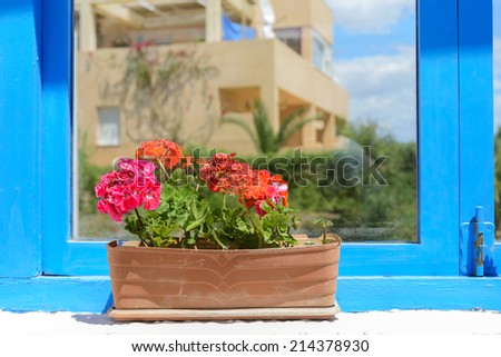 Red flowers in pot