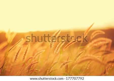 Sunset Field, Beautiful Vibrant Color. Abstract Shallow Focus