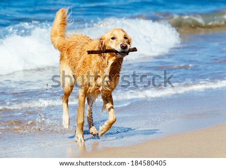 Happy Young Golden Retriever.  Adorable Dog Running on the Beach Fetching Stick