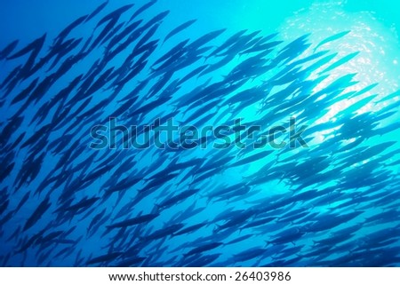 Large School of Mackerel Swim Silhouetted Against Surface in Blue Ocean