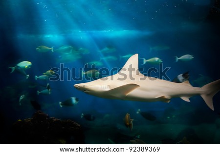 Shark Under Water