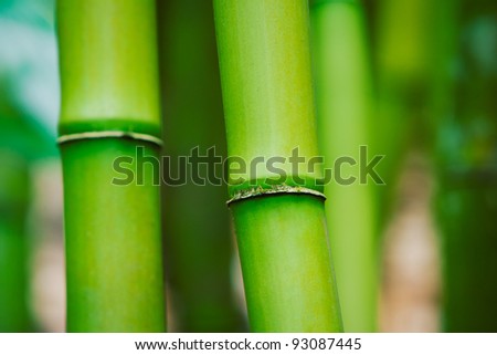 Abstract Zen Bamboo Background