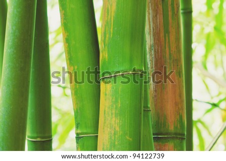 Abstract Zen Bamboo, Artistic Background