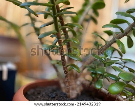 The jade plant (aka Crassula ovata) looks like an adorable mini tree. It’s got a tiny wooden trunk and stems that support vibrant, jade-green oval leaves ストックフォト © 