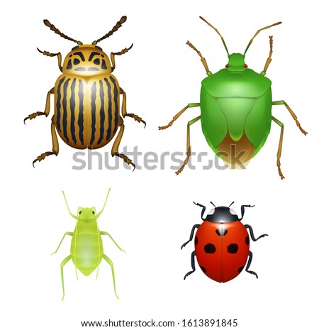 Ladybug and Colorado beetle, wood aphid and green shield bug, agriculture pests species. Bugs and beetles, realistic vector isolated insect animals