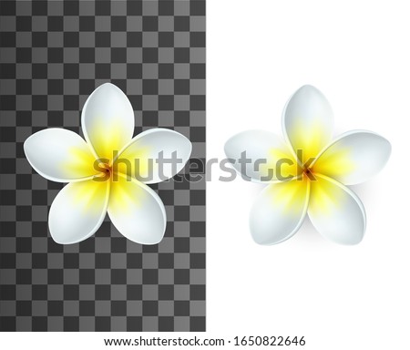 plumeria plumeria png stunning free transparent png clipart images free download plumeria plumeria png stunning free