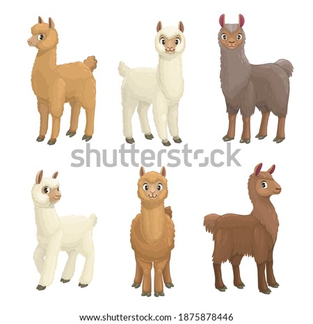 Lama, alpaca, guanaco, llama and vicuna animals cartoon vector set. Camelid mammals with white, brown and grey wool, cute farm llama animals with furry faces and ears, long necks and legs