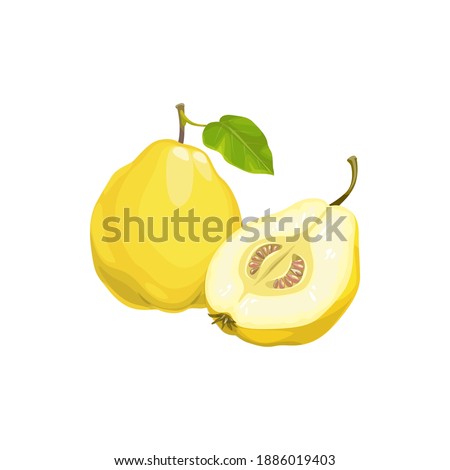 Quince apple fruit, tropical exotic food, vector isolated icon. Quince apple fruits whole and half cut, tropic farm garden ripe harvest, exotic fruits dessert